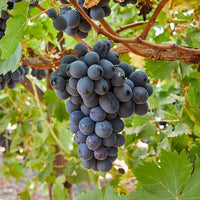 Uva Negra Temporada