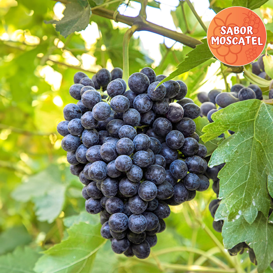 Racimo de uva Sable Seedless Moyca en viña - uva negra sin semillas moscatel
